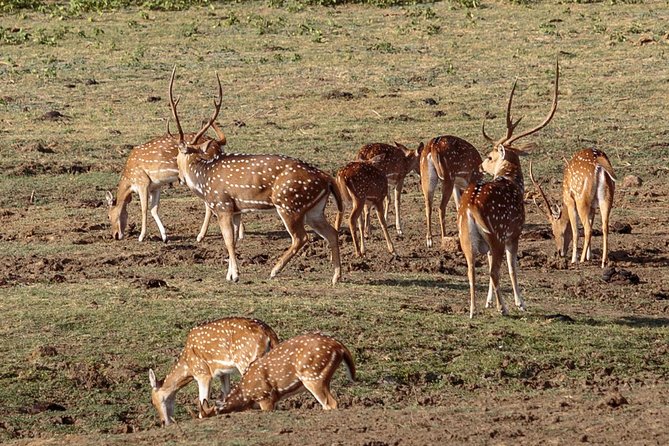 Udawalawe National Park Safari from Bentota - Three hours among Udawalawe’s wildlife