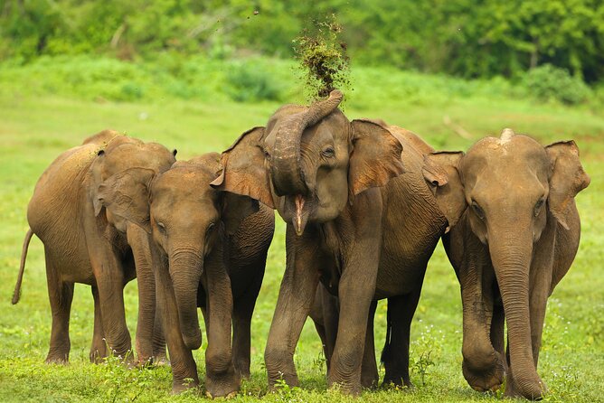 Udawalawe National Park Safari from Dikwella - Who Should Book This Safari?