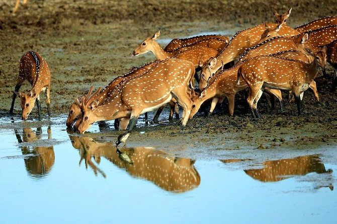 Udawalawe National park Safari From Galle/Mirissa/Weligama (All inclusive) - Private transport is the strongest practical feature