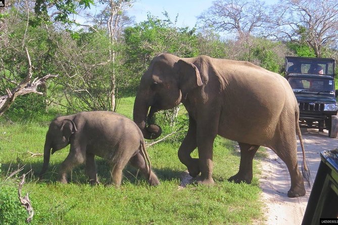 Udawalawe National park Safari From Galle/Mirissa/Weligama (All inclusive) - Is $147 good value for one person?