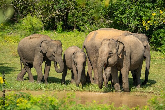 Udawalawe National Park Safari | From Hambantota Port - Key points at a glance