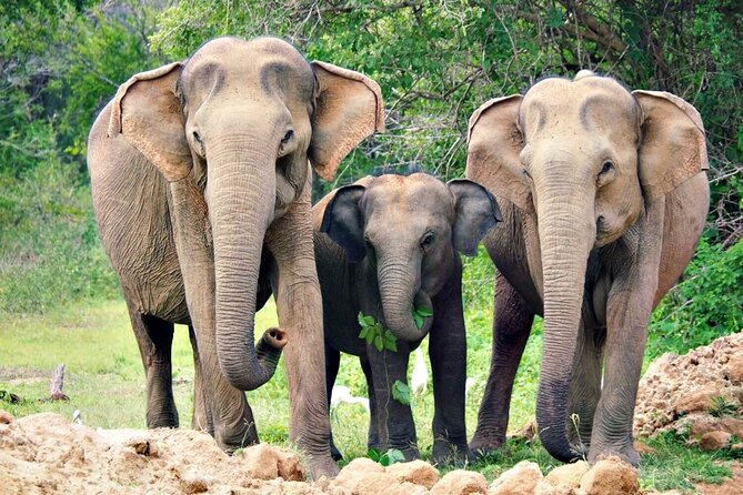 Udawalawe National Park Safari | From Hambantota Port - Why this Hambantota shore excursion works