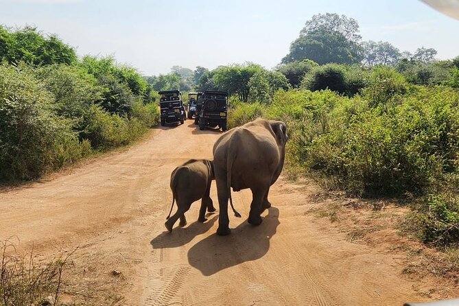 Udawalawe National Park Safari | From Hambantota Port - The guide can make or break the safari