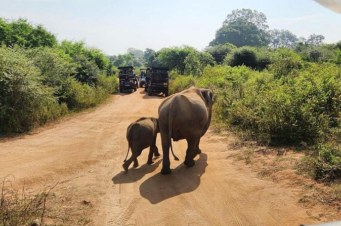 Udawalawe National Park Safari | From Hambantota Port - What the customer feedback tells you