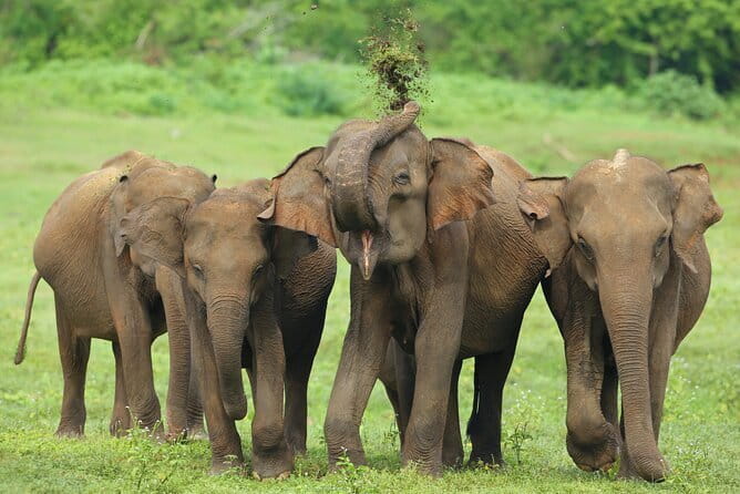 Udawalawe National Park Safari from Hambantota Seaport - Key points to know before booking