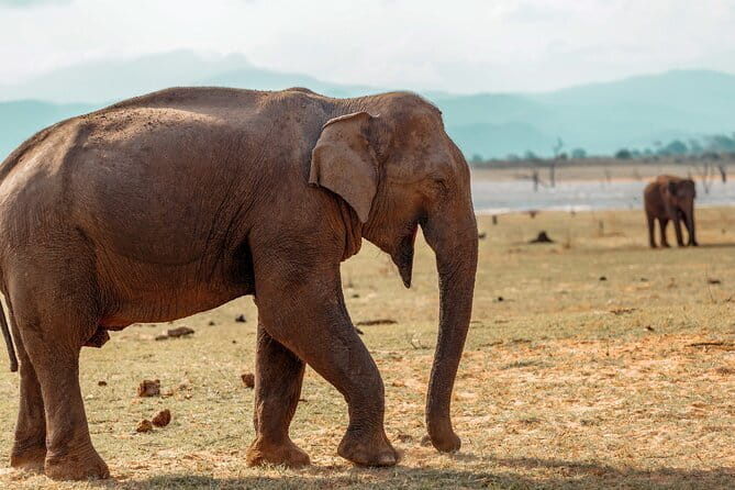 Udawalawe National Park Safari from Hambantota Seaport - Three hours on an open safari jeep