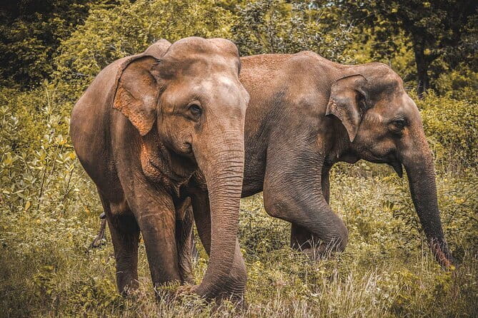 Udawalawe National Park Safari from Hambantota Seaport - Safety matters around elephants and crocodiles