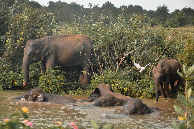 Udawalawe National Park Safari from Mirissa - The ride back and the seven-hour calculation