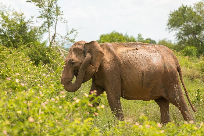 Udawalawe National Park Safari | From Mirissa | Galle | Weligama - What the $85 price really covers
