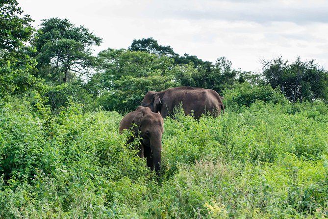 Udawalawe National Park Safari | From Mirissa | Galle | Weligama - Comfort, group size, and what to pack
