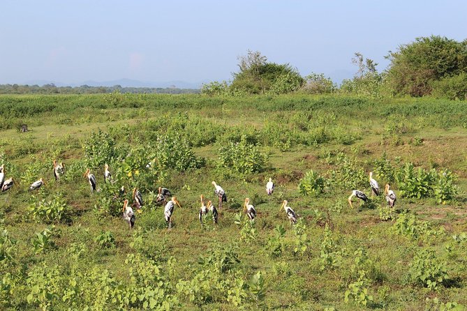 Udawalawe National Park Safari | From Mirissa | Galle | Weligama - How the staff shape the experience
