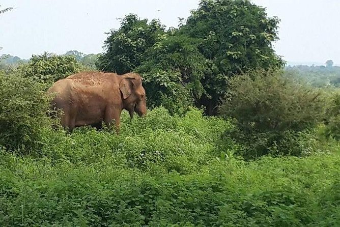 Udawalawe National Park Safari | From Mirissa | Galle | Weligama - The timing question you should settle first