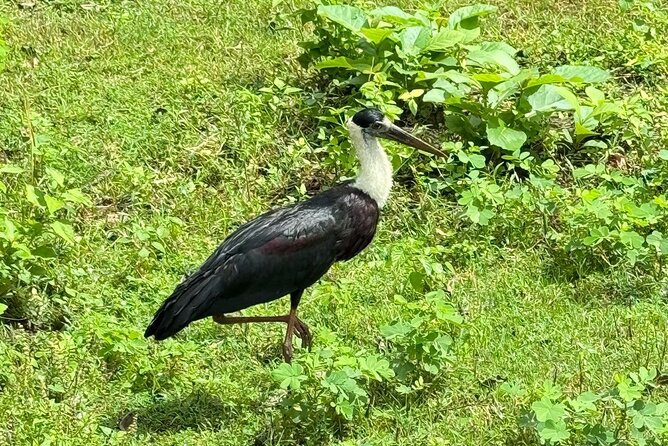 Udawalawe National Park Safari from Mirissa or Weligama - Is $180 good value for two people?