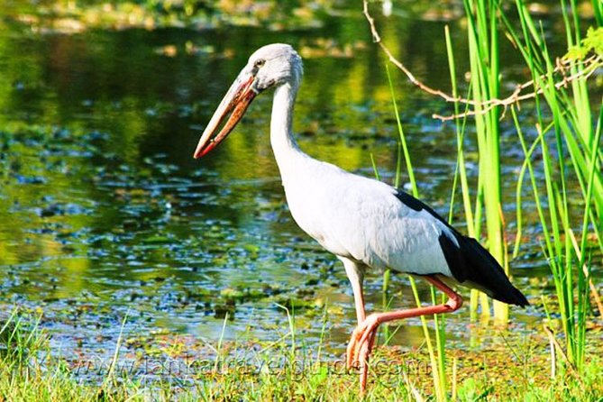 Udawalawe National Park Safari from Mount Lavinia - Kani’s role in making the day easier