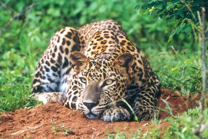 Udawalawe National Park Safari from Mount Lavinia - Practical details that affect your comfort