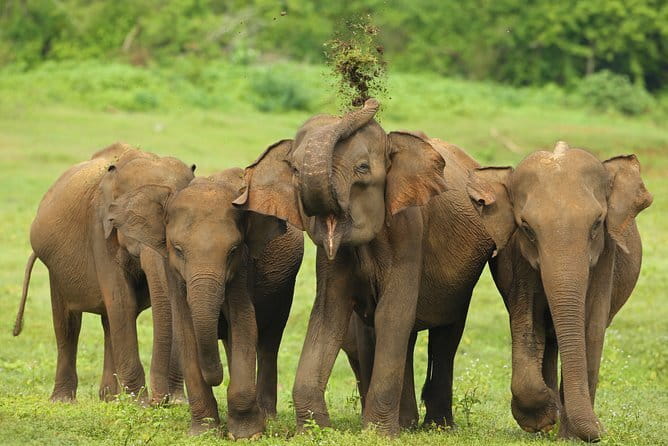 Udawalawe National Park Safari from Tangalle - Key points to know before booking
