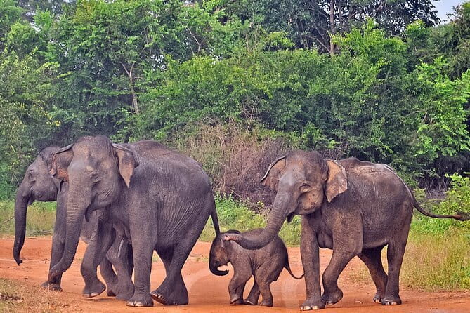 Udawalawe National Park Safari from Tangalle - What the $76 price really covers