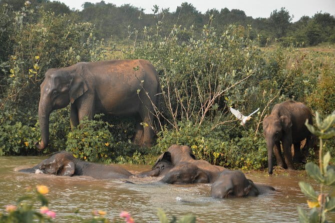 Udawalawe National Park Safari from Tangalle - The return to Tangalle takes patience