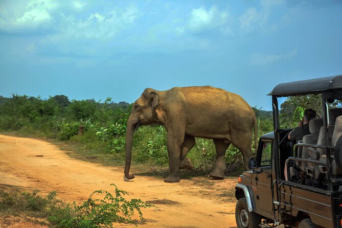 Udawalawe National Park Safari from Unawatuna - Key points before you book