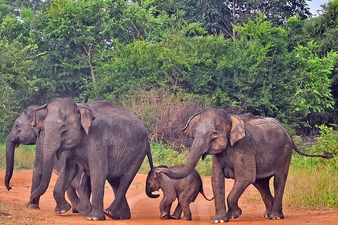 Udawalawe National Park Safari from Unawatuna - Why the private format changes the day