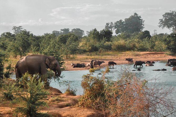 Udawalawe National Park Safari from Unawatuna - What is included, and what you still pay for