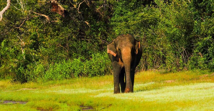 Udawalawe National Park Safari from Weligama - Is $92 a fair price?