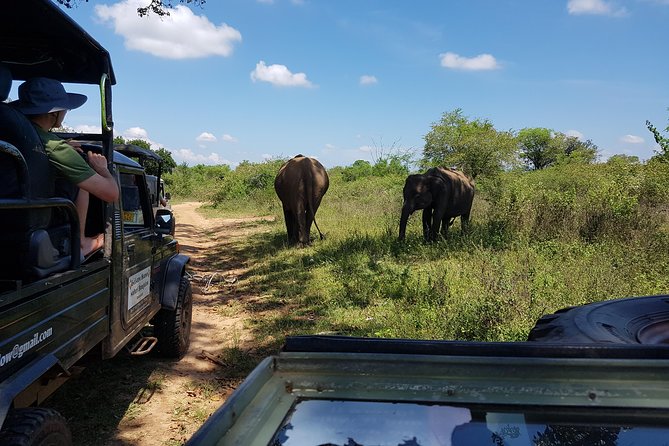 Udawalawe National Park Safari trip from Galle/Mirissa/Ella - What the $190 price really covers