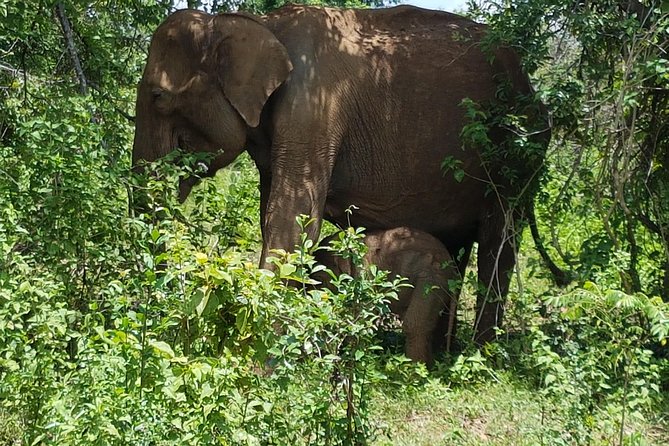 Udawalawe National Park Safari trip from Galle/Mirissa/Ella - Who will enjoy this safari most