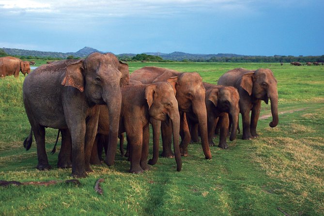 Udawalawe National Park Safari trip from Galle/Mirissa/Ella - The early pickup earns its place