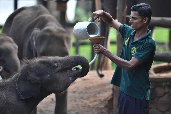 Udawalawe National Park Safari with Elephant Transit Home Visit - Feeding time at the Elephant Transit Home
