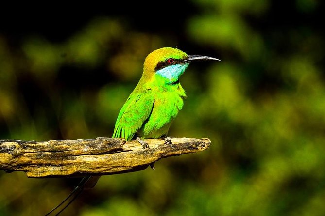 Udawalawe National Park Safari With Transfers From Colombo - The main weakness: limited personal contact