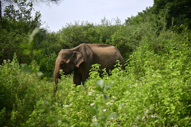 Udawalawe National Park Wildlife Safari Tours - Key points to know before booking