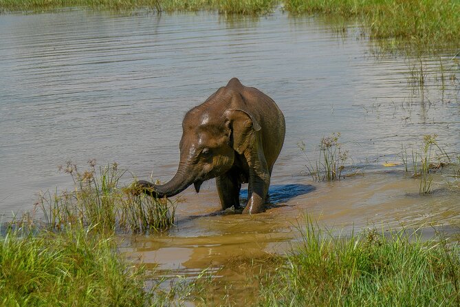 Udawalawe National Park Wildlife Safari Tours - What the four-hour park visit is like