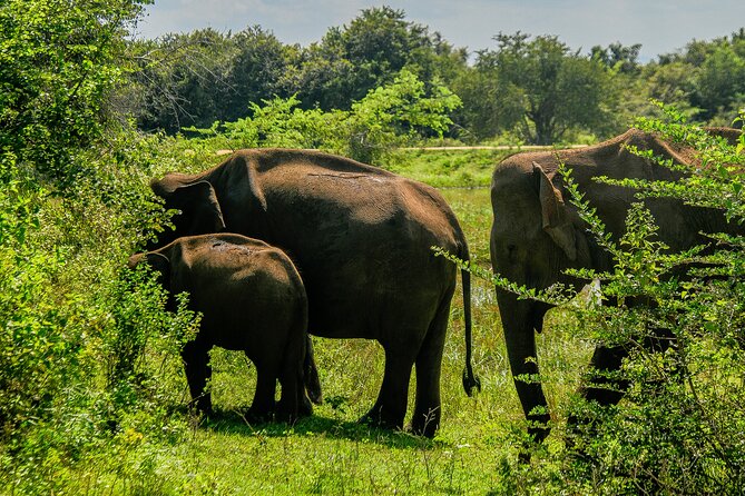 Udawalawe National Park Wildlife Safari Tours - What the $40 price really means