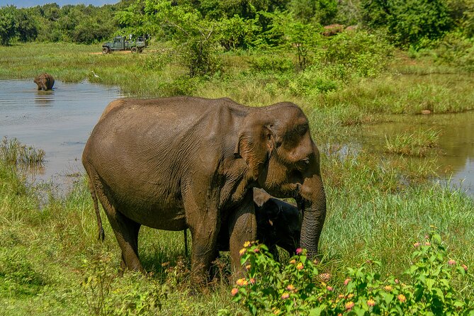 Udawalawe National Park Wildlife Safari Tours - Private touring makes the outing easier