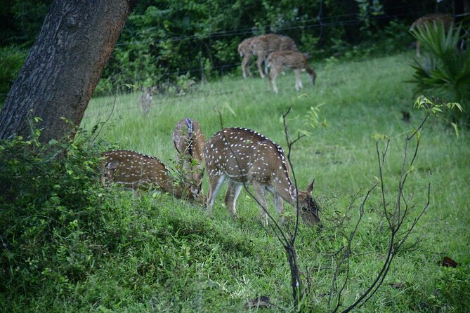 Udawalawe National Park Wildlife Safari Tours - The best match for different types of visitors