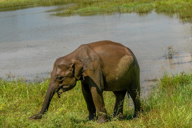 Udawalawe National Park Wildlife Safari Tours - Practical details that affect your decision