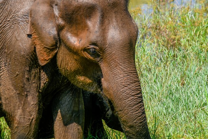 Udawalawe National Park Wildlife Safari Tours - The value of a guide-driver with 10 years of experience