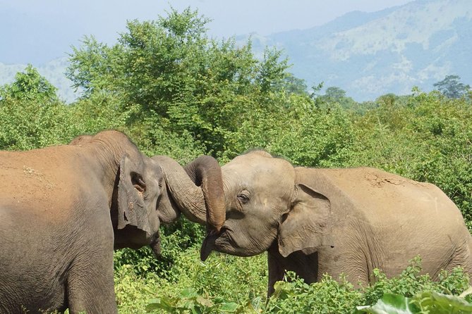 Udawalawe National park with Elephant Transit Home From Colombo - Weather, rules, and sensible preparation