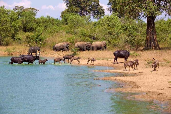 Udawalawe Safari Adventure - Why Udawalawe is a strong choice for wildlife