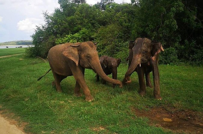Udawalawe Safari Adventure - The guide can make or break the safari