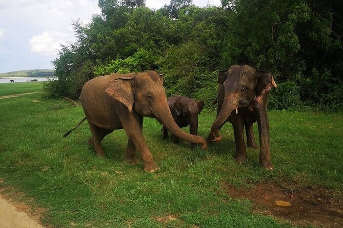 Udawalawe Safari Adventure - Timing, pickup, and group size