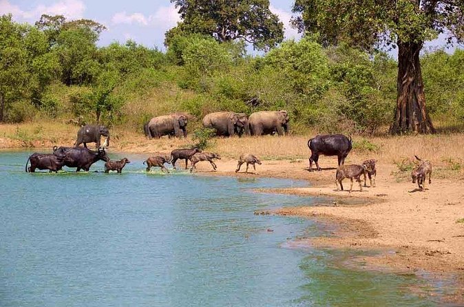Udawalawe Safari Adventure - Comfort and practical expectations