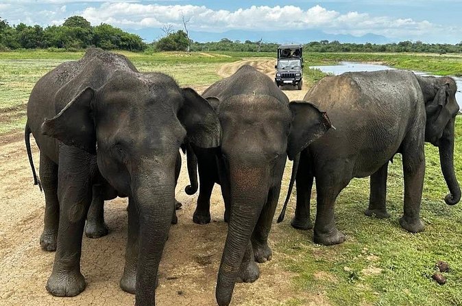 Udawalawe Safari Adventure - Who will get the most from this safari