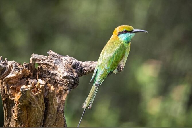 Udawalawe Safari Adventure - What happens during the three-hour park visit