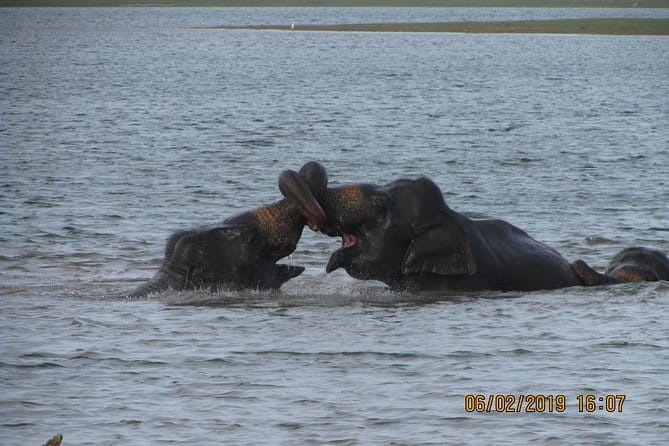 Udawalawe Safari & Baby Elephants Visit from Hambantota Port - Practical details before you book