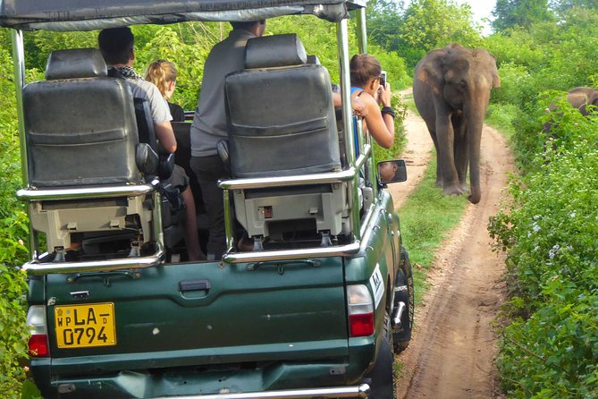 Udawalawe Safari Day Trip from South Region & Transfer to Ella - The Elephant Transit Home in 30 minutes