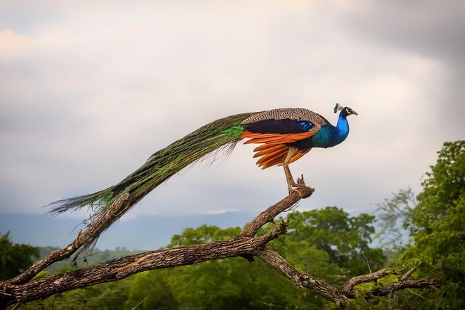 Udawalawe Safari Day Trip with Return Transport - All Inclusive - The Best Pickup Areas for This Safari