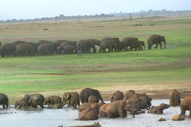 Udawalawe Safari DayTrip frm Bentota/Kalutara/Ahungalla/Hikkaduwa - Transport, lunch, and the value of a private package