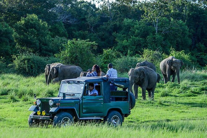 Udawalawe Safari & Elephant Orphanage visit from Hambantota port - Port pickup, road transfers, and timing
